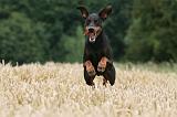 DOBERMANN 216